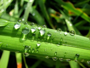 lawntuf