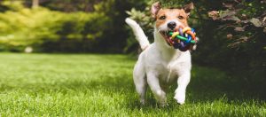 Dogs and lawns