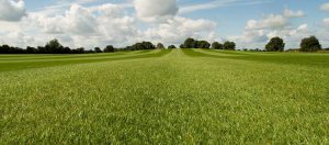 Grass