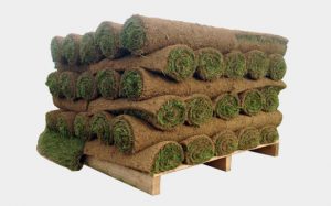 Turf
