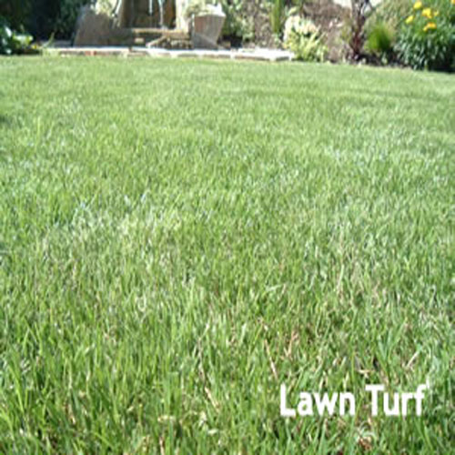 summerhill Lawns_lawn_turf